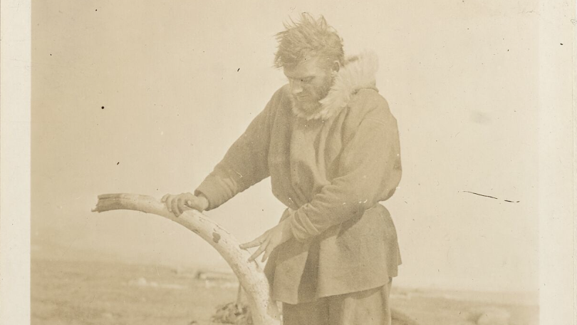 E. Lorne Knight with a walrus tusk on Wrangel Island